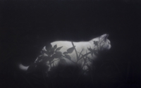 Trash cat series_SHINTARO_10M.jpg