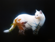 井原信次_Trash cat series -SAYAKA-_6F.png
